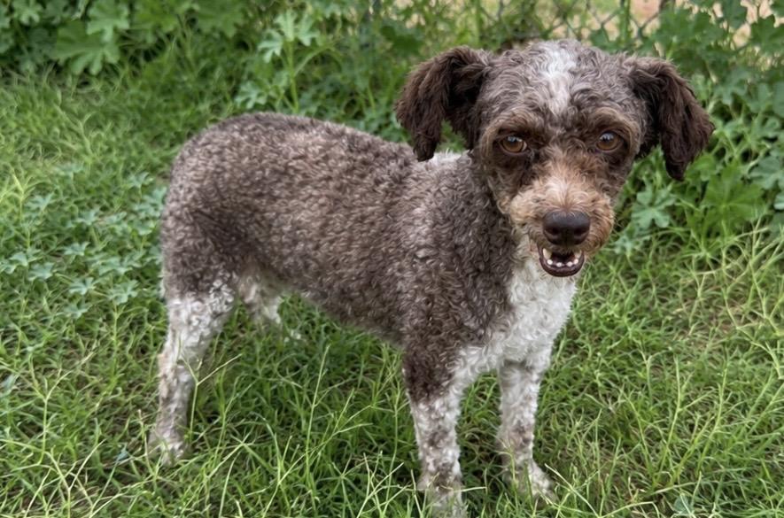 Curley, a ADOPTABLE Poodle (Toy) in Pelham, NH image 6/6