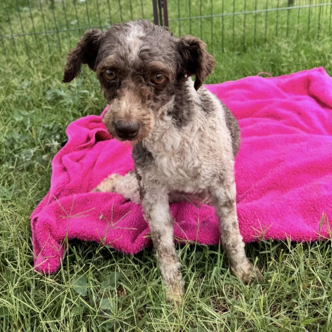 Curley, a ADOPTABLE Poodle (Toy) in Pelham, NH image 2/6
