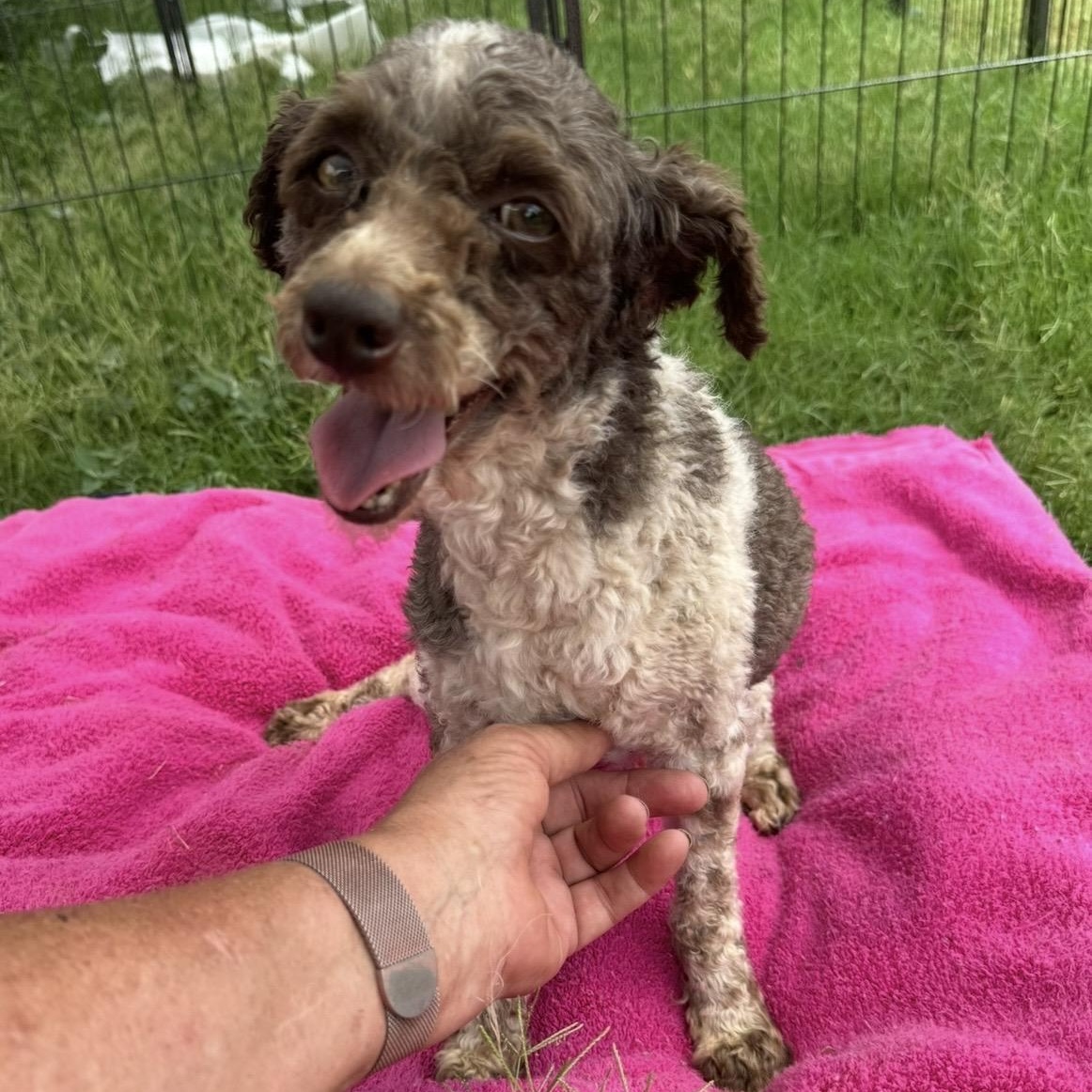 Curley, a ADOPTABLE Poodle (Toy) in Pelham, NH image 5/6