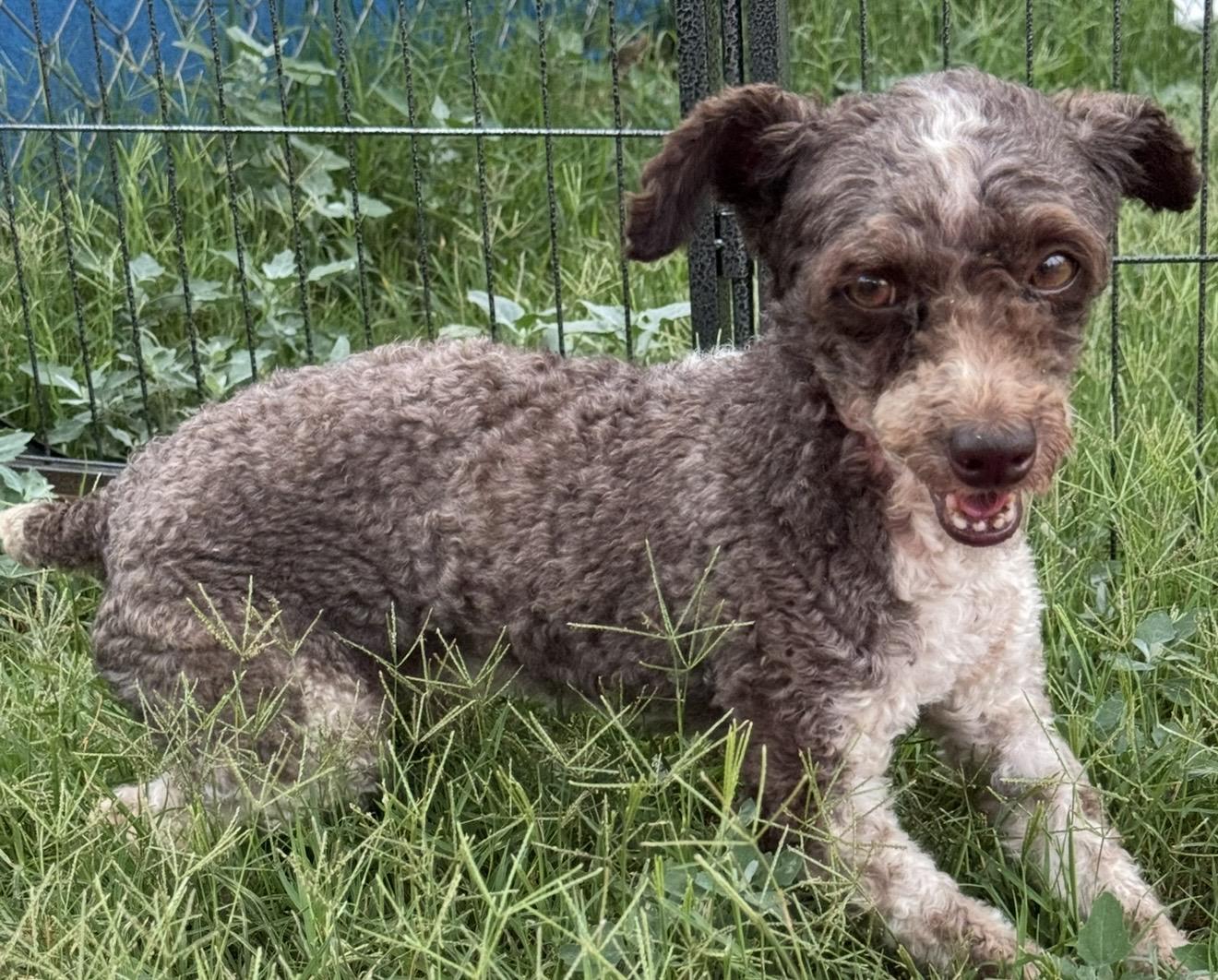 Curley, a ADOPTABLE Poodle (Toy) in Pelham, NH image 4/6