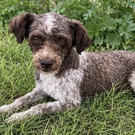 Curley, ADOPTABLE, Adult Male Poodle (Toy).