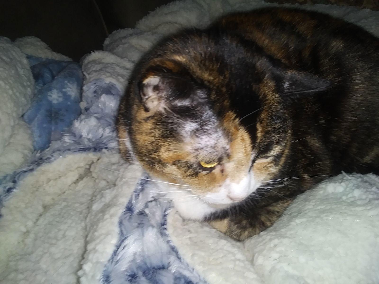 Jolie, Adoptable, Adult Female Domestic Short Hair.