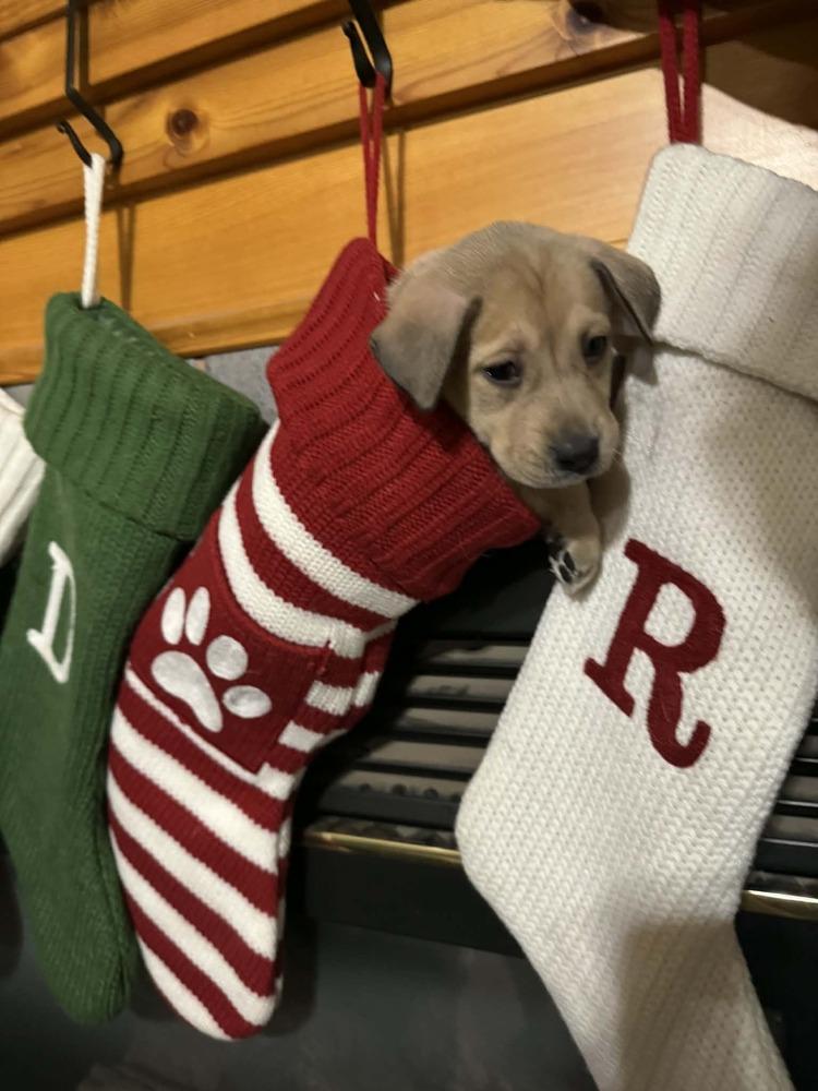 Valor II, a Adoptable mixed breed in Fredonia, WI image 1/2