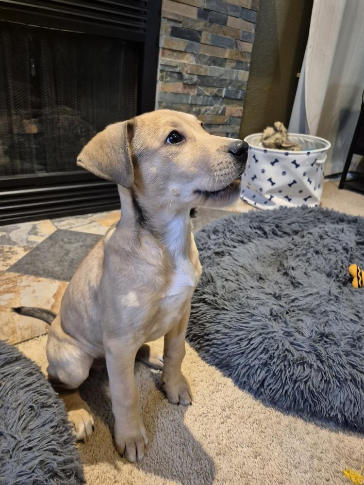 Valor II, Adoptable, Puppy Male German Shepherd Dog.