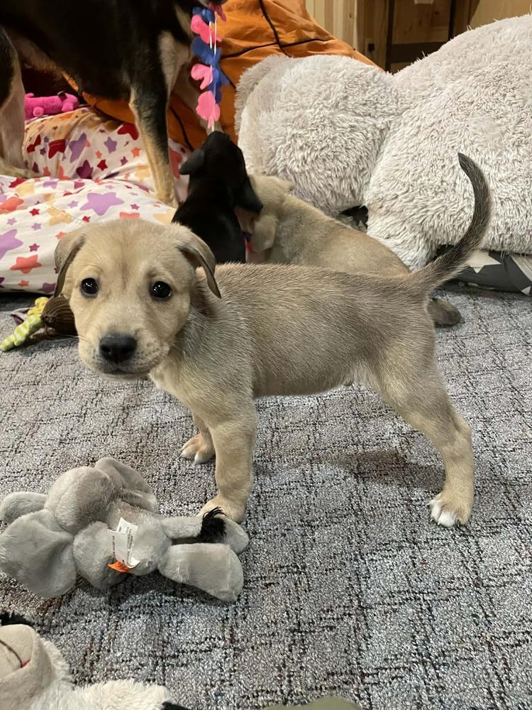 Valor II, a Adoptable mixed breed in Fredonia, WI image 2/2