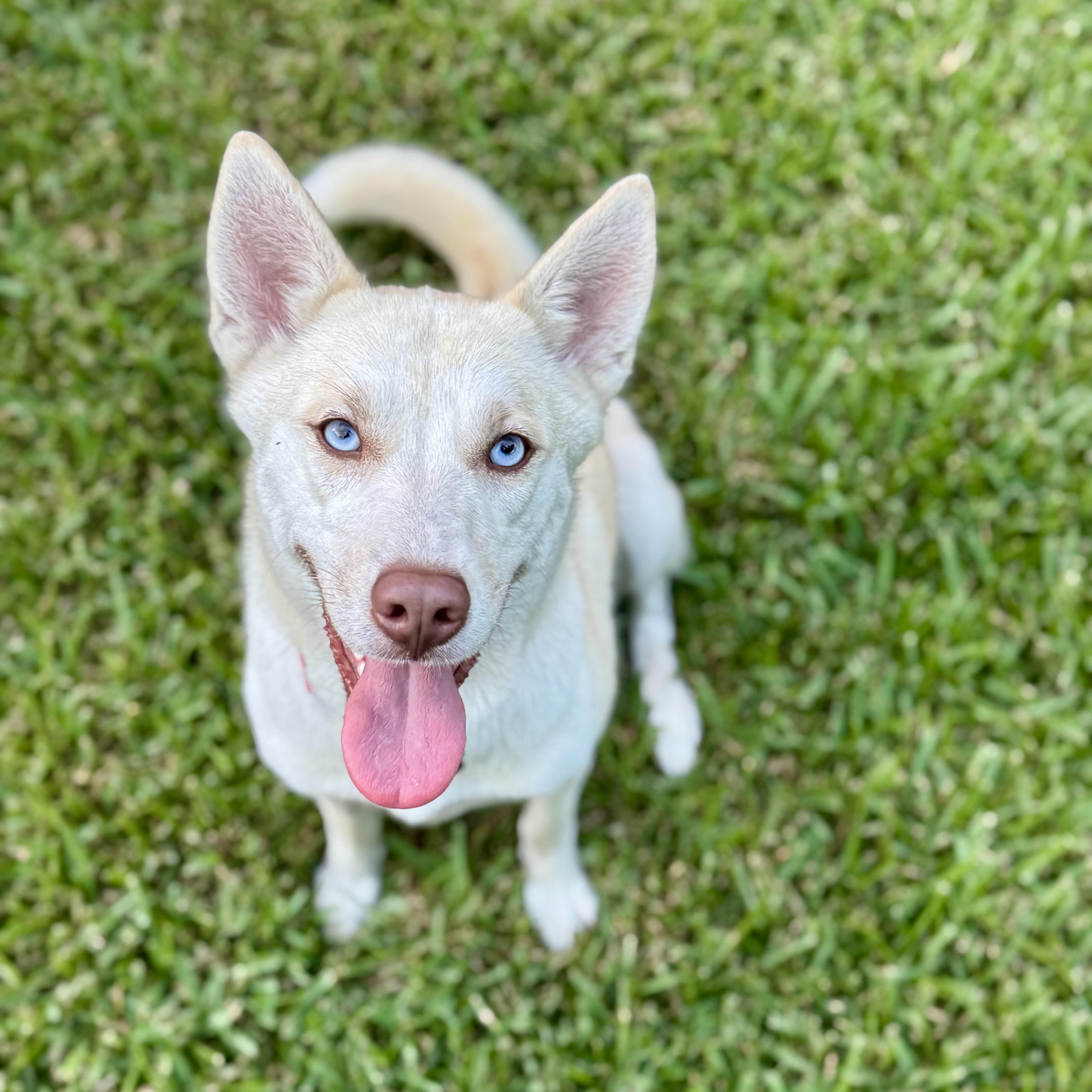 Katie, a Adoptable mixed breed in Baytown, TX image 3/6