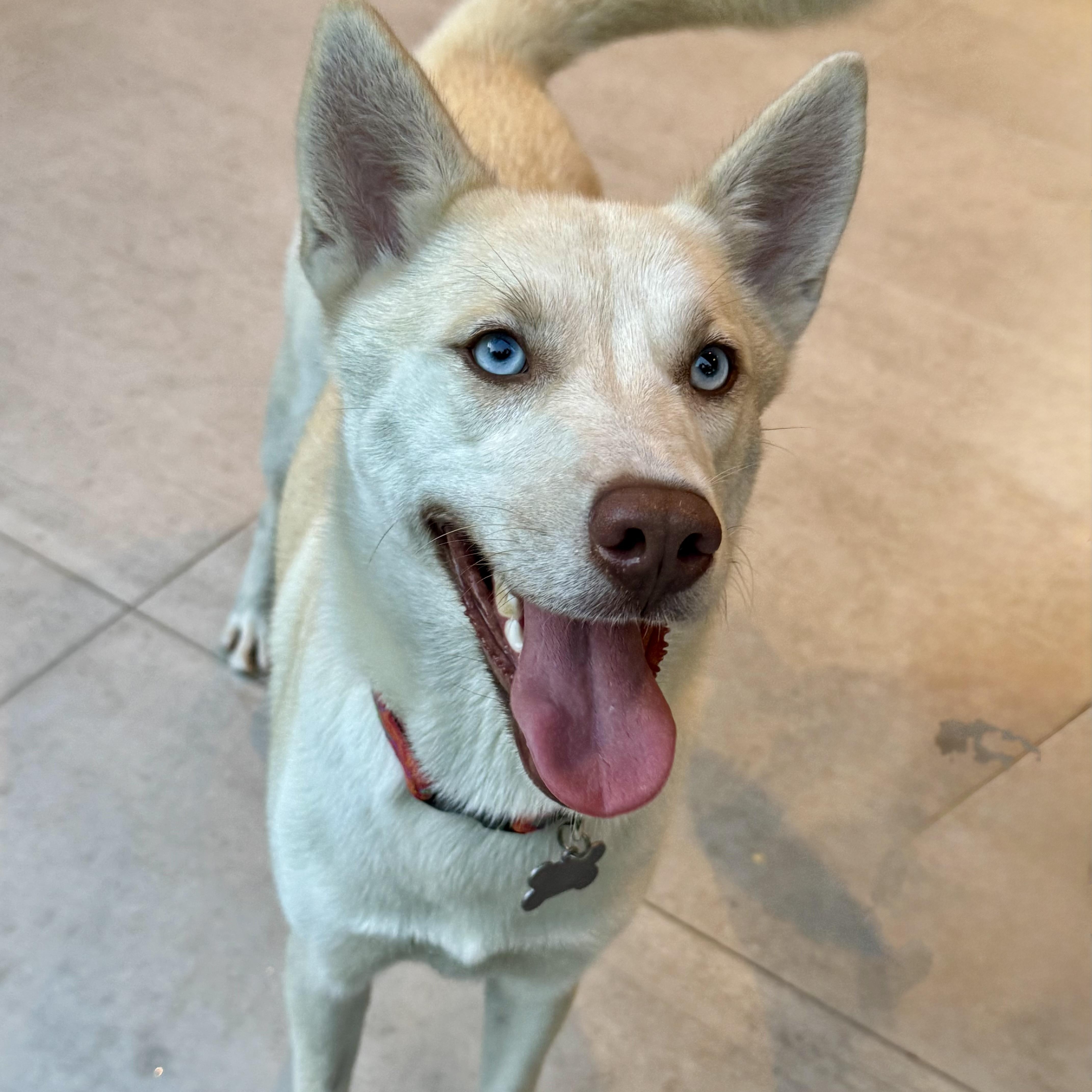 Katie, a Adoptable mixed breed in Baytown, TX image 4/6