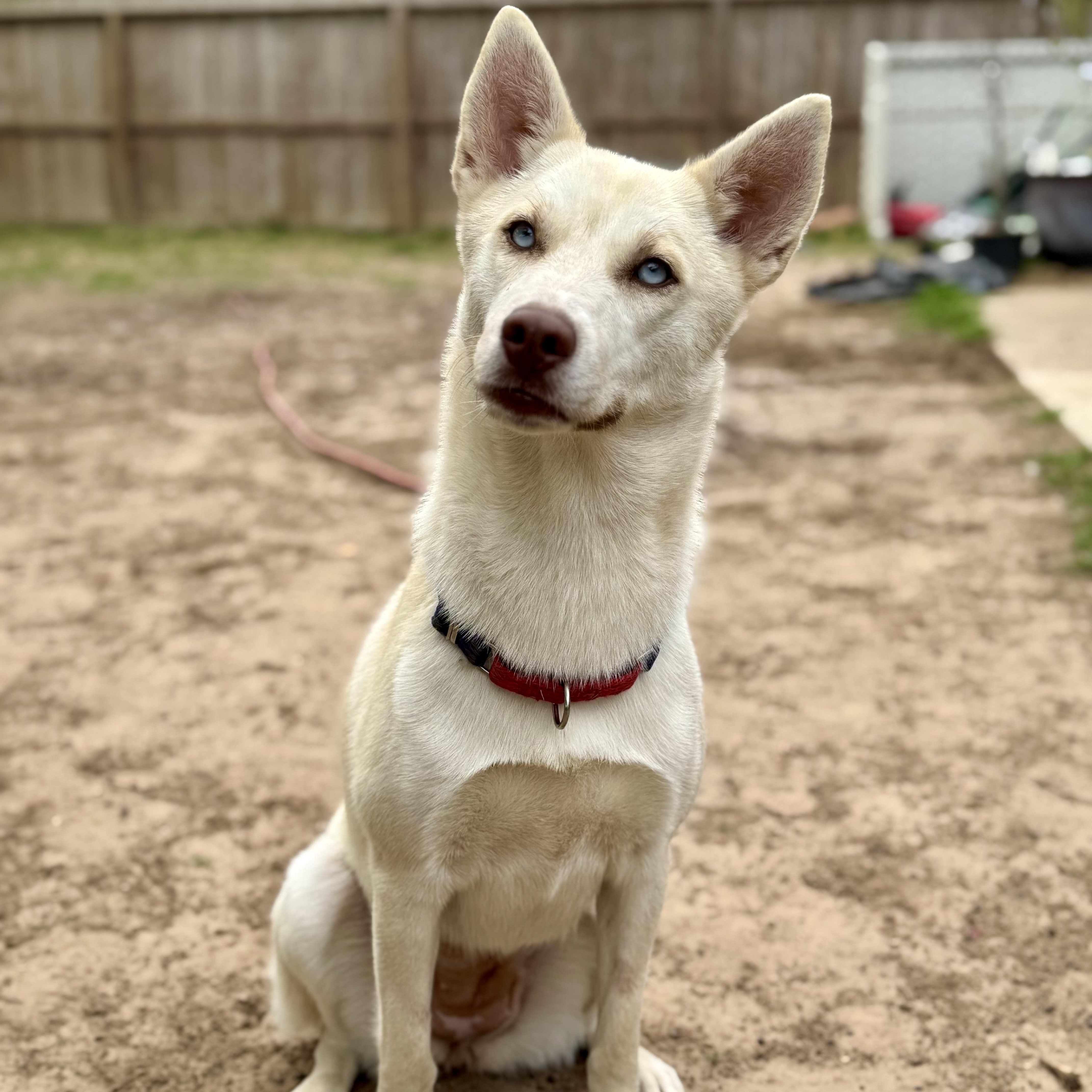 Katie, a Adoptable mixed breed in Baytown, TX image 5/6