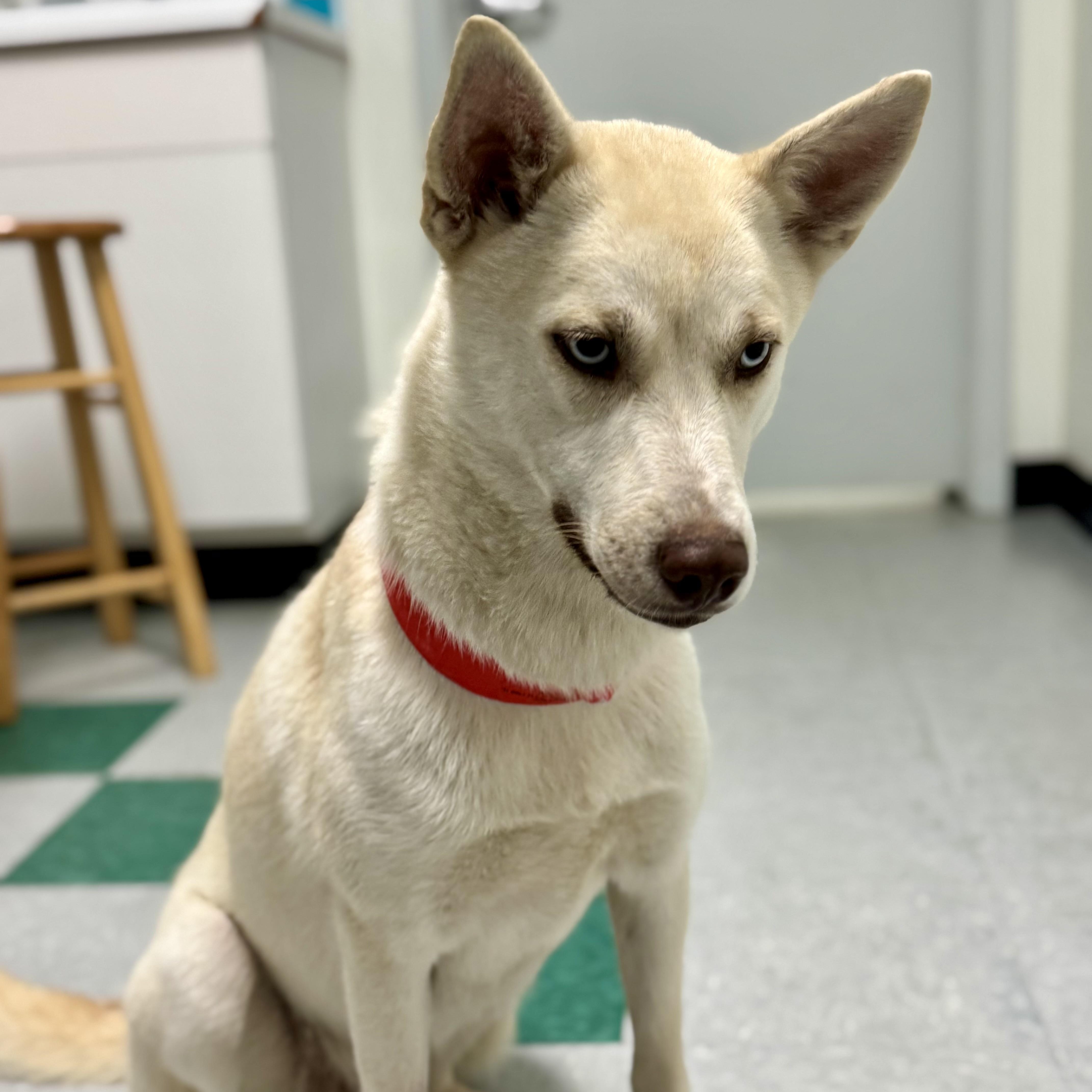 Katie, a Adoptable mixed breed in Baytown, TX image 6/6