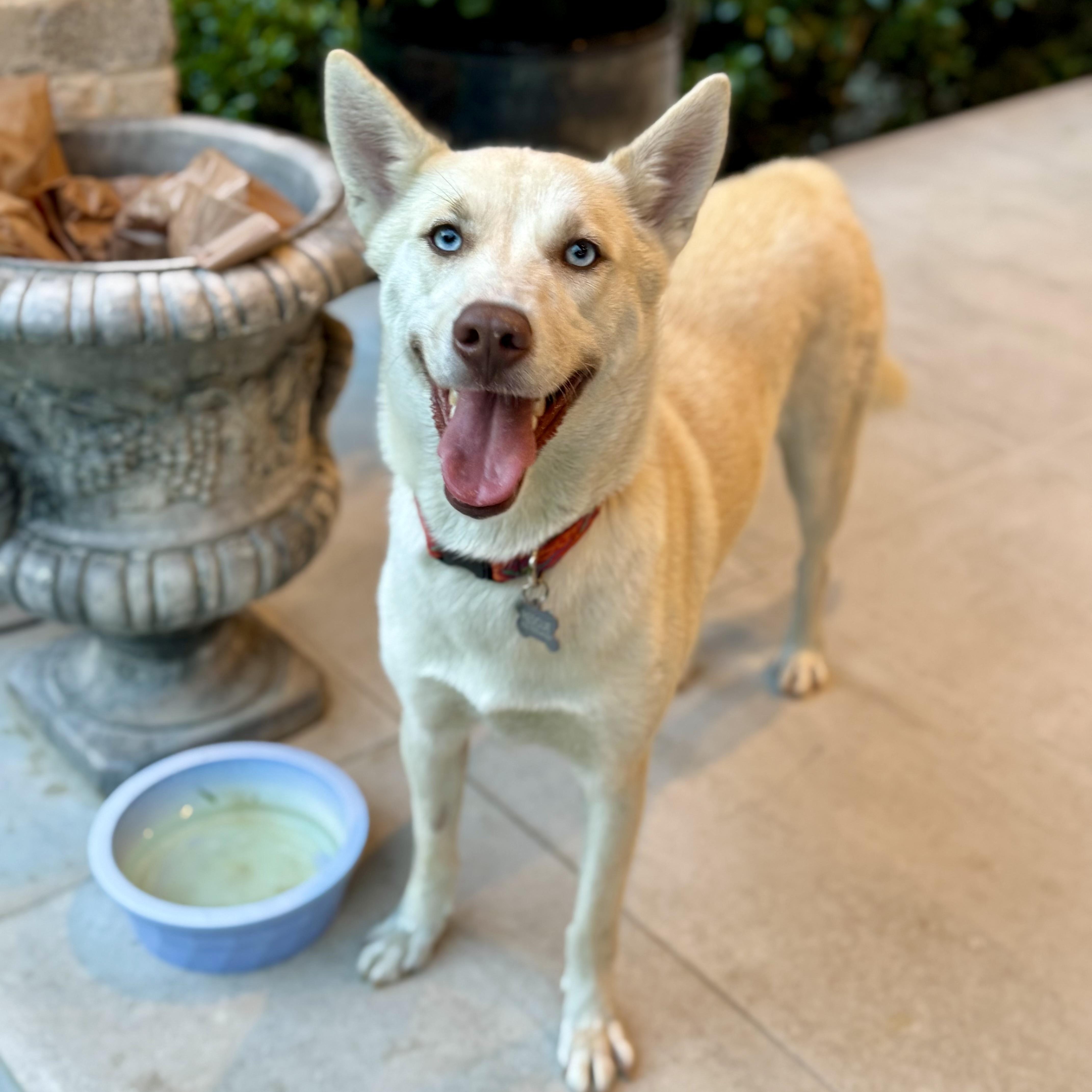 Katie, a Adoptable mixed breed in Baytown, TX image 1/6