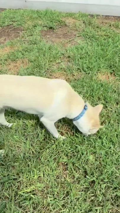 Enlarge Katie, a Adoptable mixed breed in Baytown, TX video 2/6