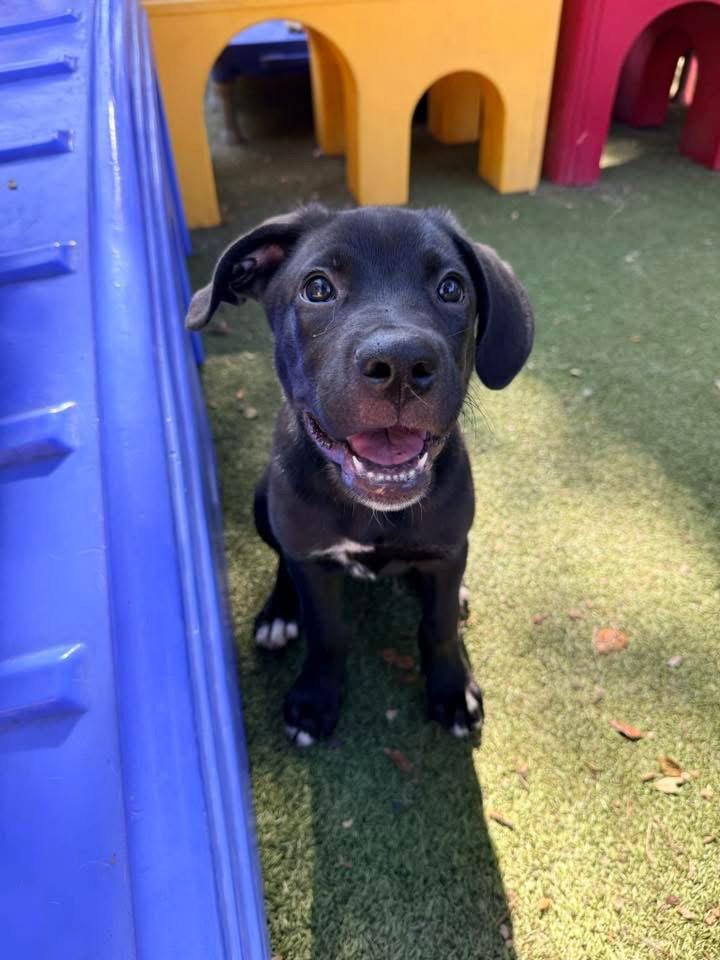 Austin, Adoptable, Puppy Male Mixed Breed.