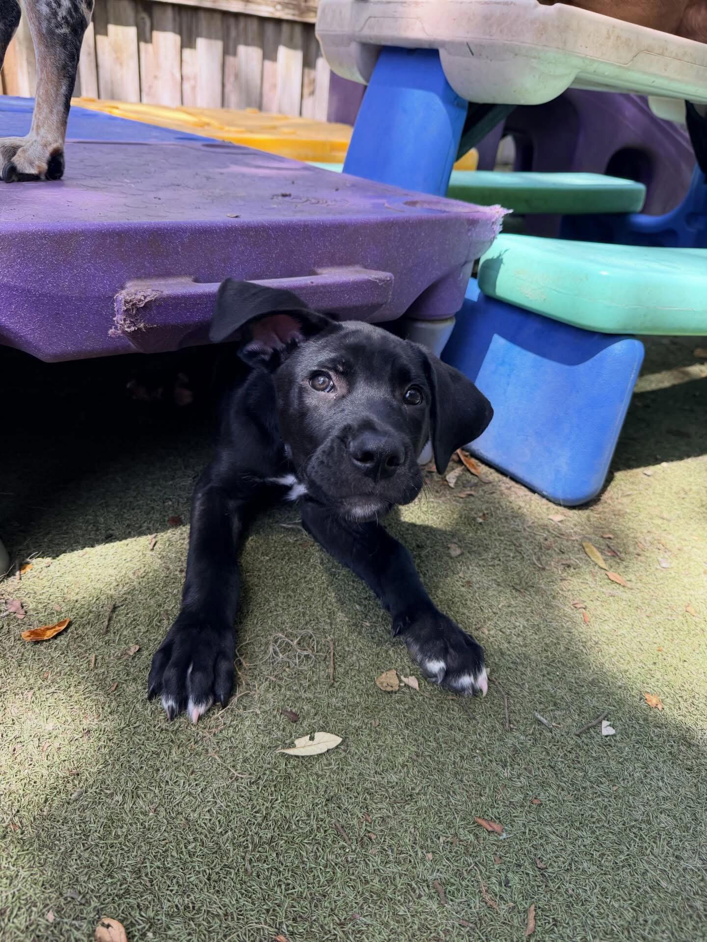 Enlarge Austin, a Adoptable Mixed Breed in Orlando, FL image 2/3