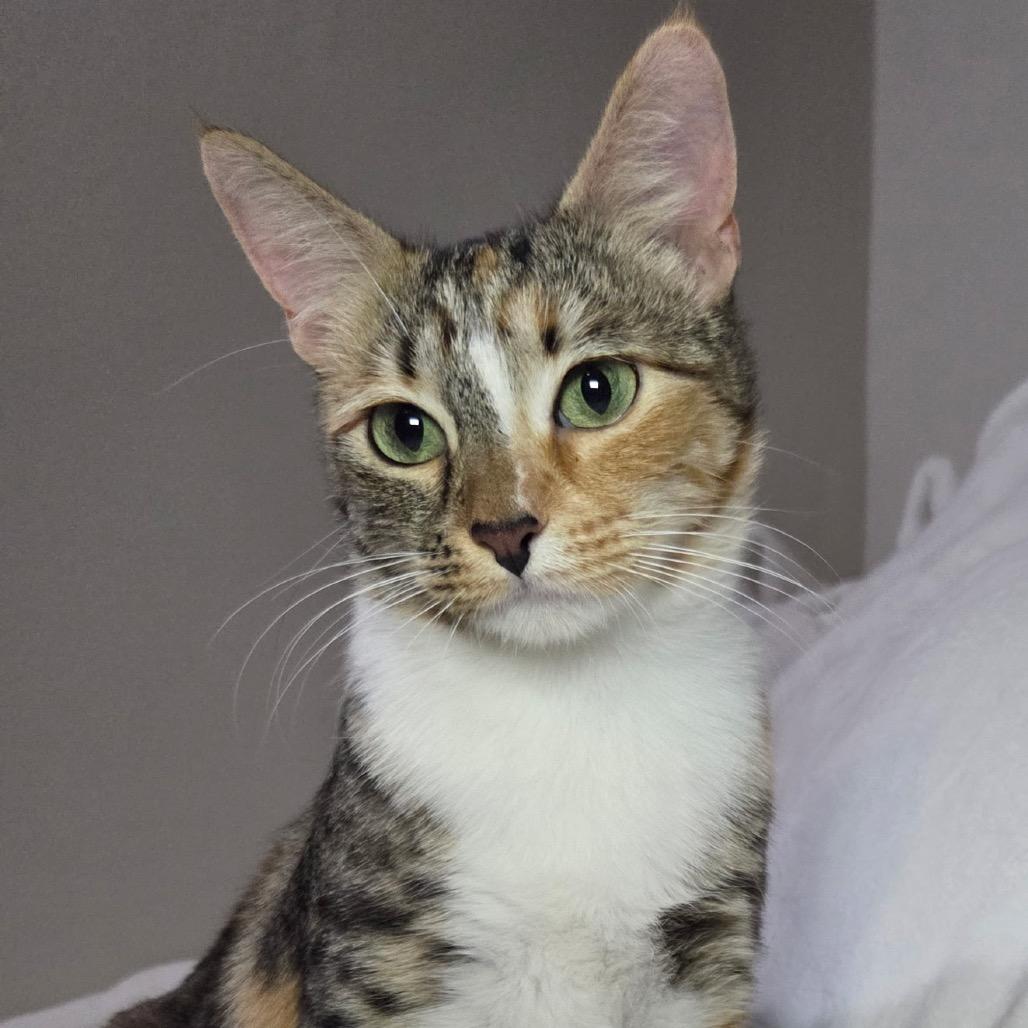 Sparkle, Adoptable, Adult Female Domestic Short Hair.