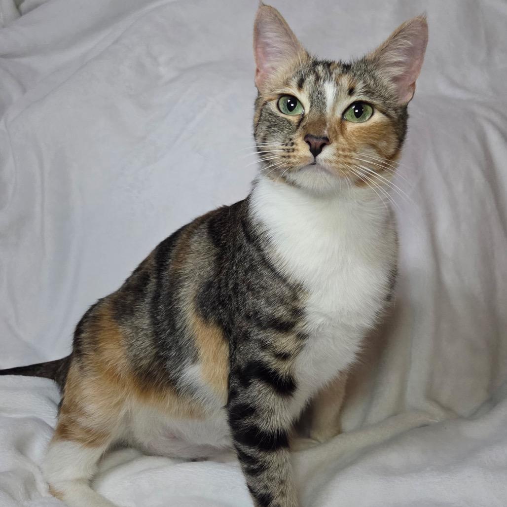 Enlarge Sparkle, a Adoptable Domestic Short Hair in Yucca Valley, CA image 2/4
