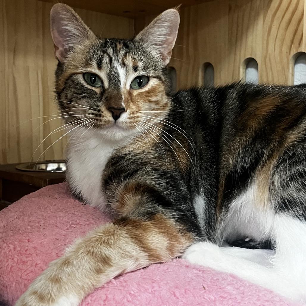 Enlarge Sparkle, a Adoptable Domestic Short Hair in Yucca Valley, CA image 3/4