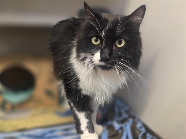 Enlarge SUZIE, a Adoptable Domestic Long Hair in Saint Louis, MO image 1/1