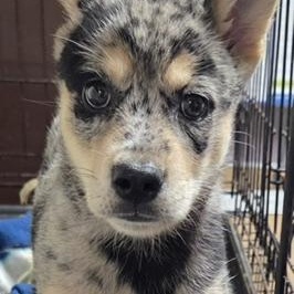 Enlarge GABRIELLA, a ADOPTABLE Catahoula Leopard Dog in Chicopee, MA image 2/3