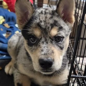 Enlarge GABRIELLA, a ADOPTABLE Catahoula Leopard Dog in Chicopee, MA image 3/3