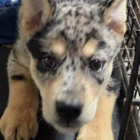 Enlarge GABRIELLA, a ADOPTABLE Catahoula Leopard Dog in Chicopee, MA image 1/3