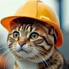 Enlarge We Are Under Construction! And Full to the Rafters..., a Adoptable Domestic Short Hair image 1/1