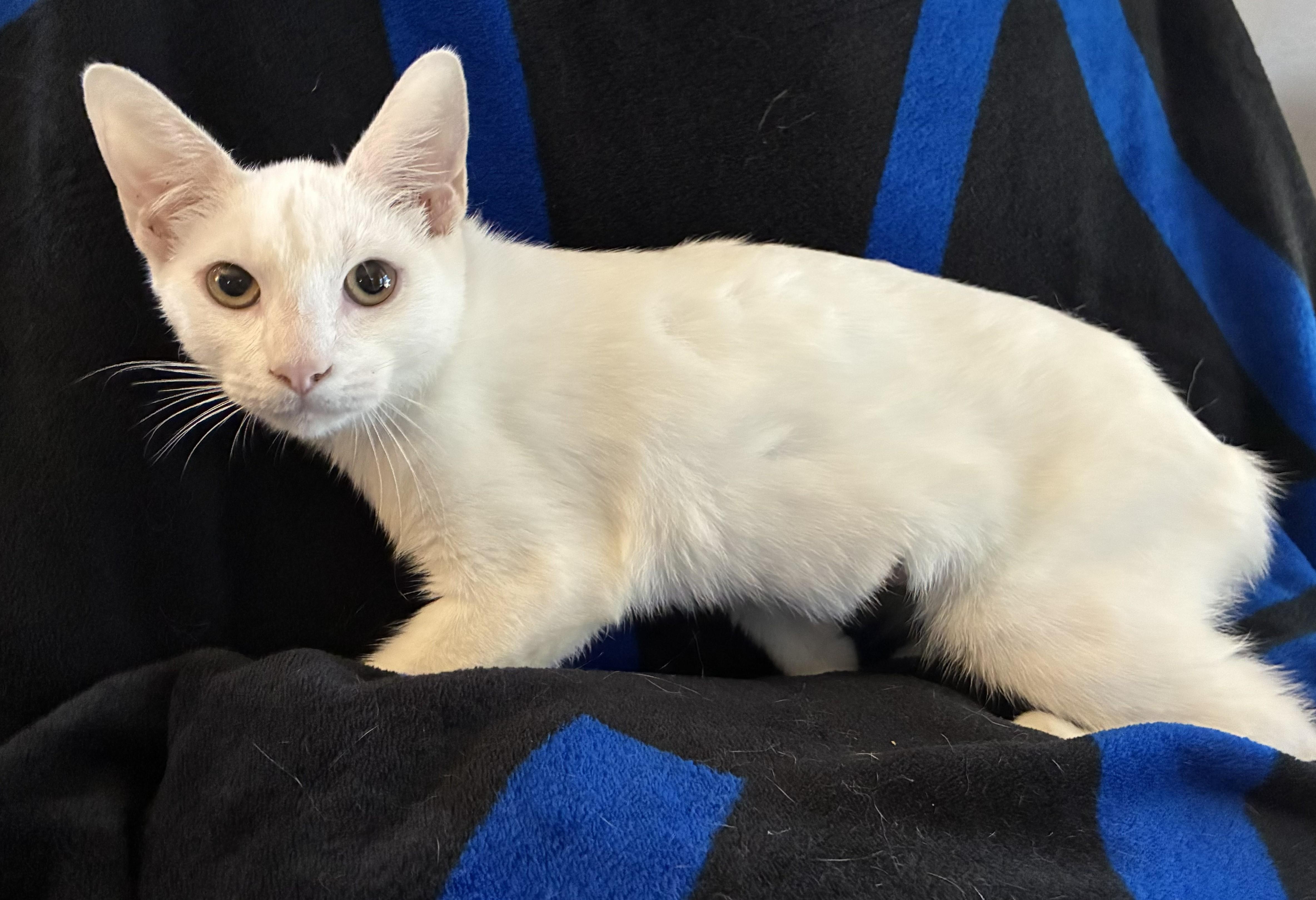 Enlarge Kumo, a Adoptable mixed breed in Margate, FL image 3/3