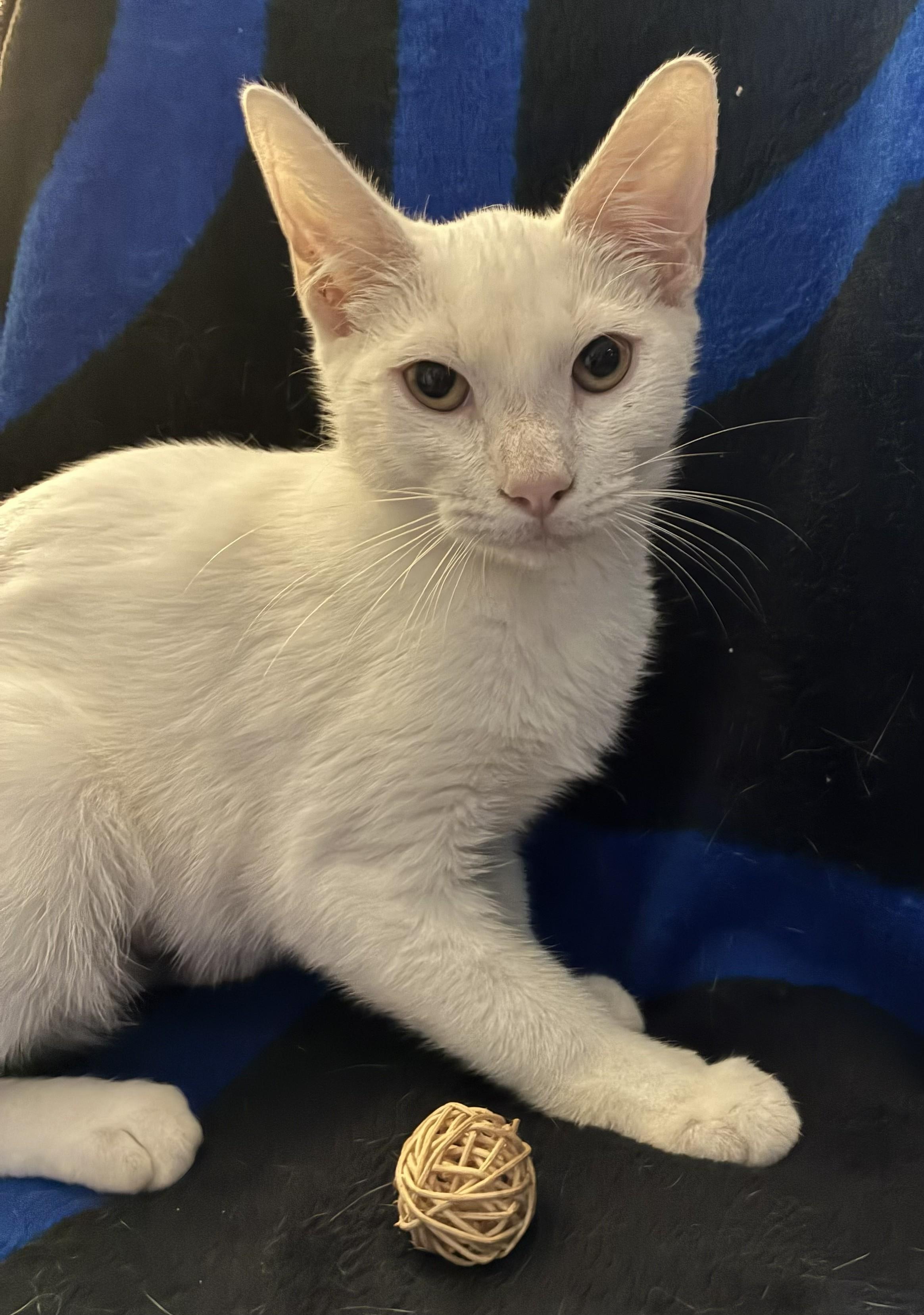 Enlarge Kumo, a Adoptable mixed breed in Margate, FL image 2/3
