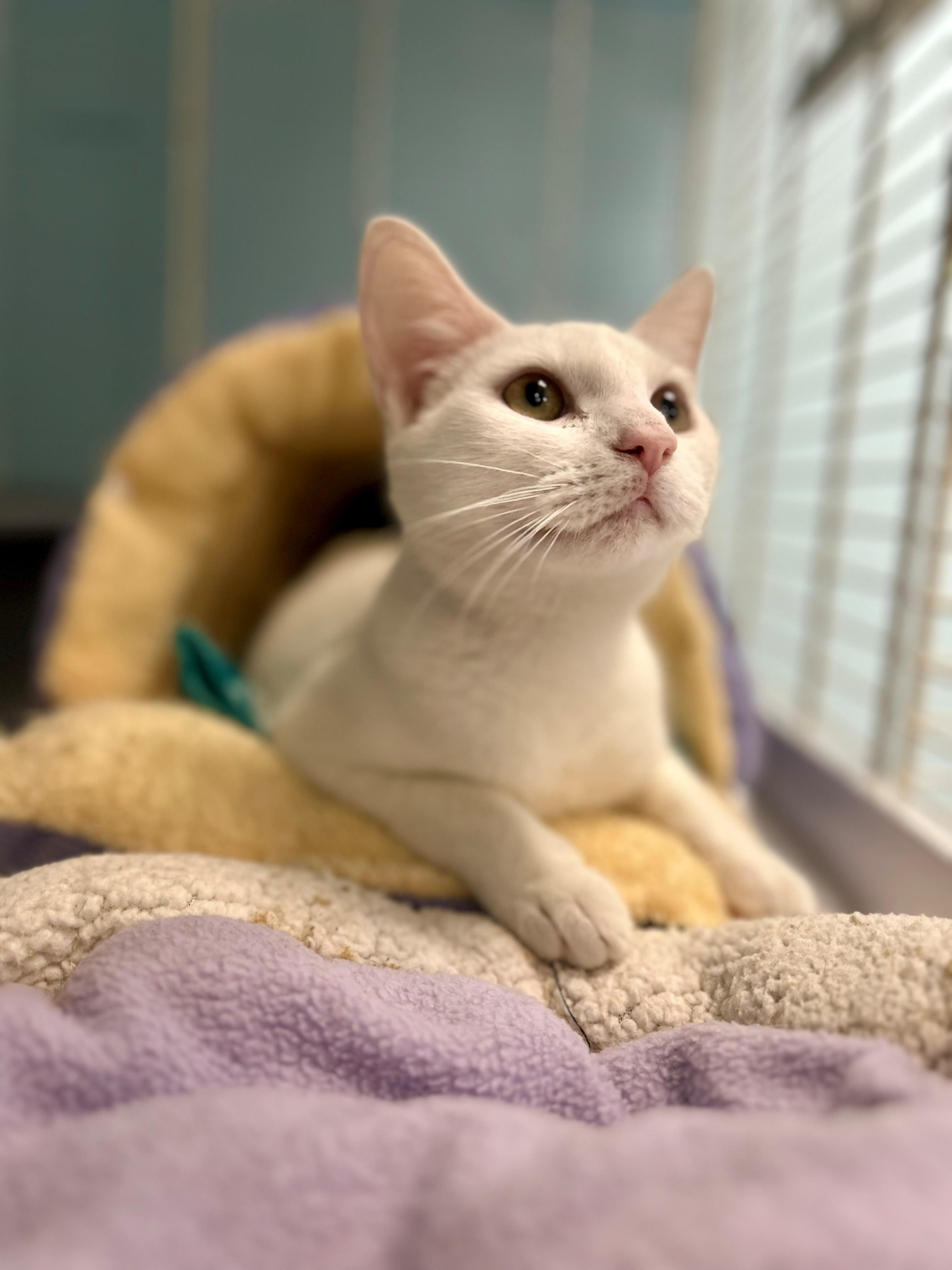 Kumo, ADOPTABLE, Young • Female, American Bobtail & Domestic Short Hair.