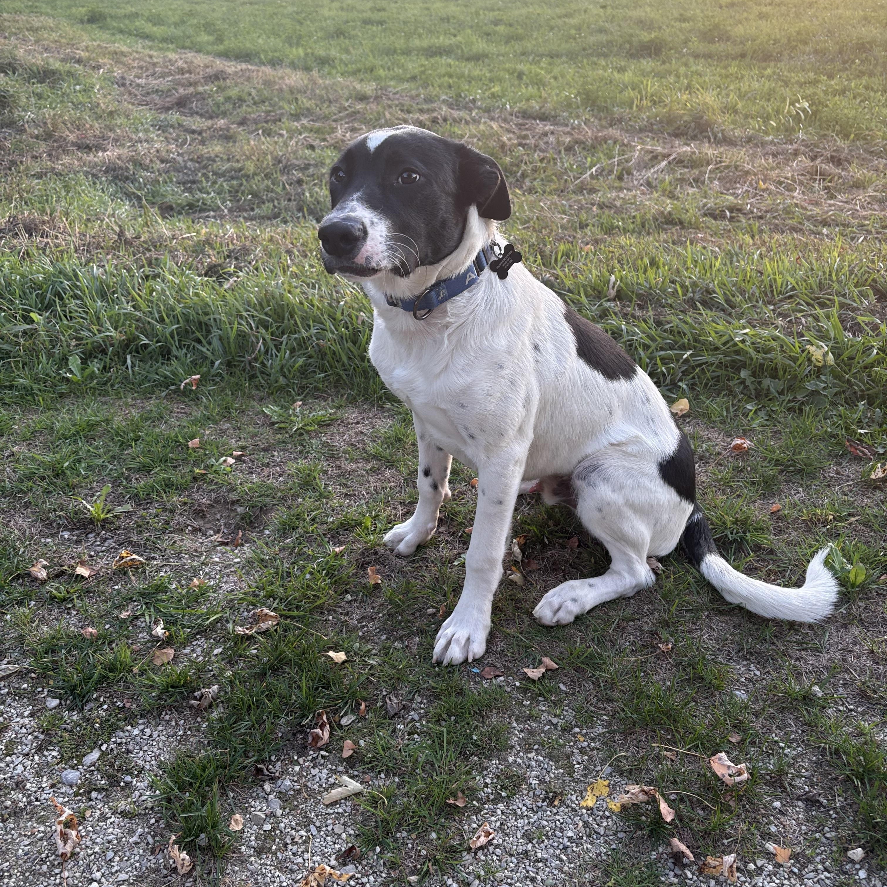 Pongo, Adoptable, Young Male Labrador Retriever & Border Collie.