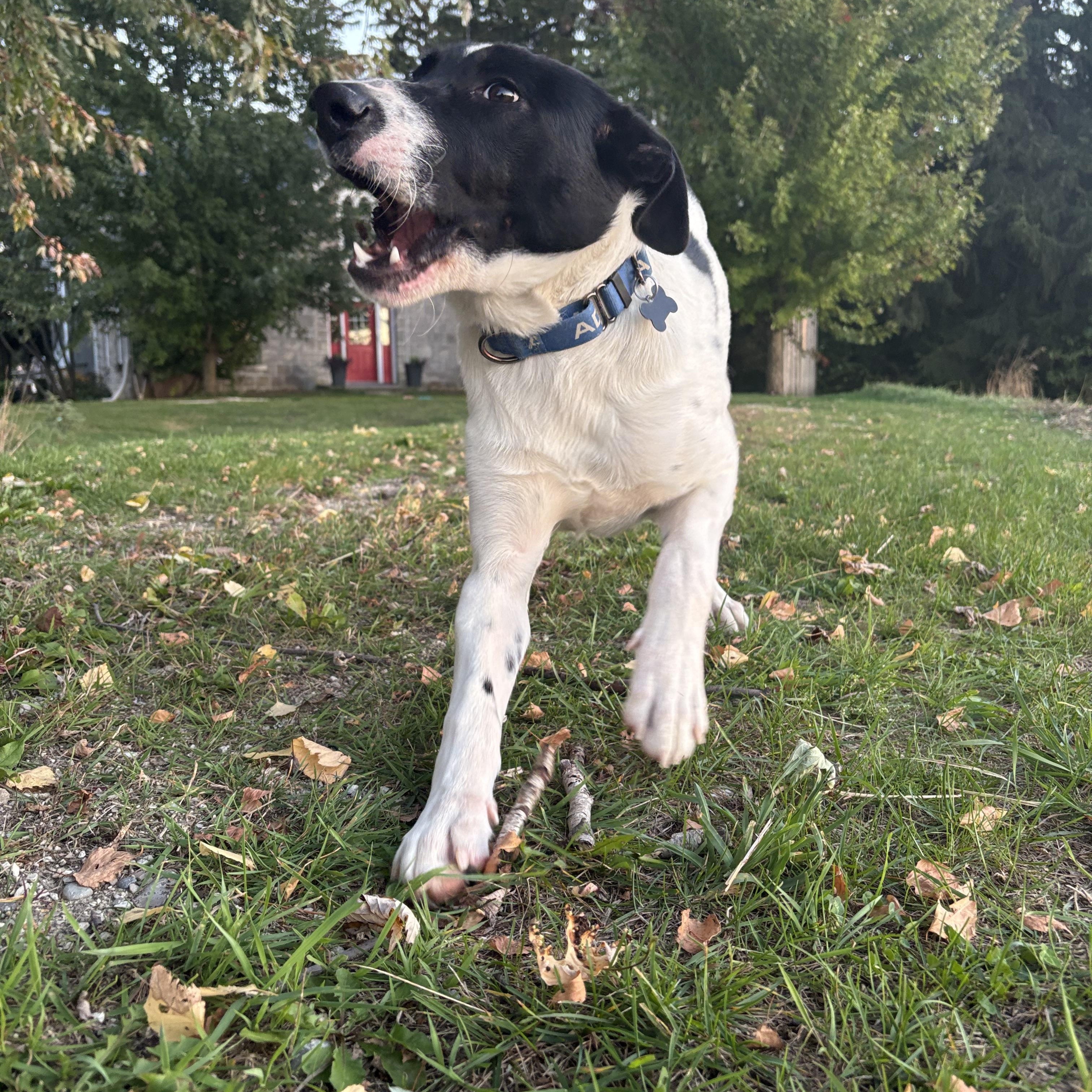Pongo, a Adoptable mixed breed in Erin, ON image 2/6