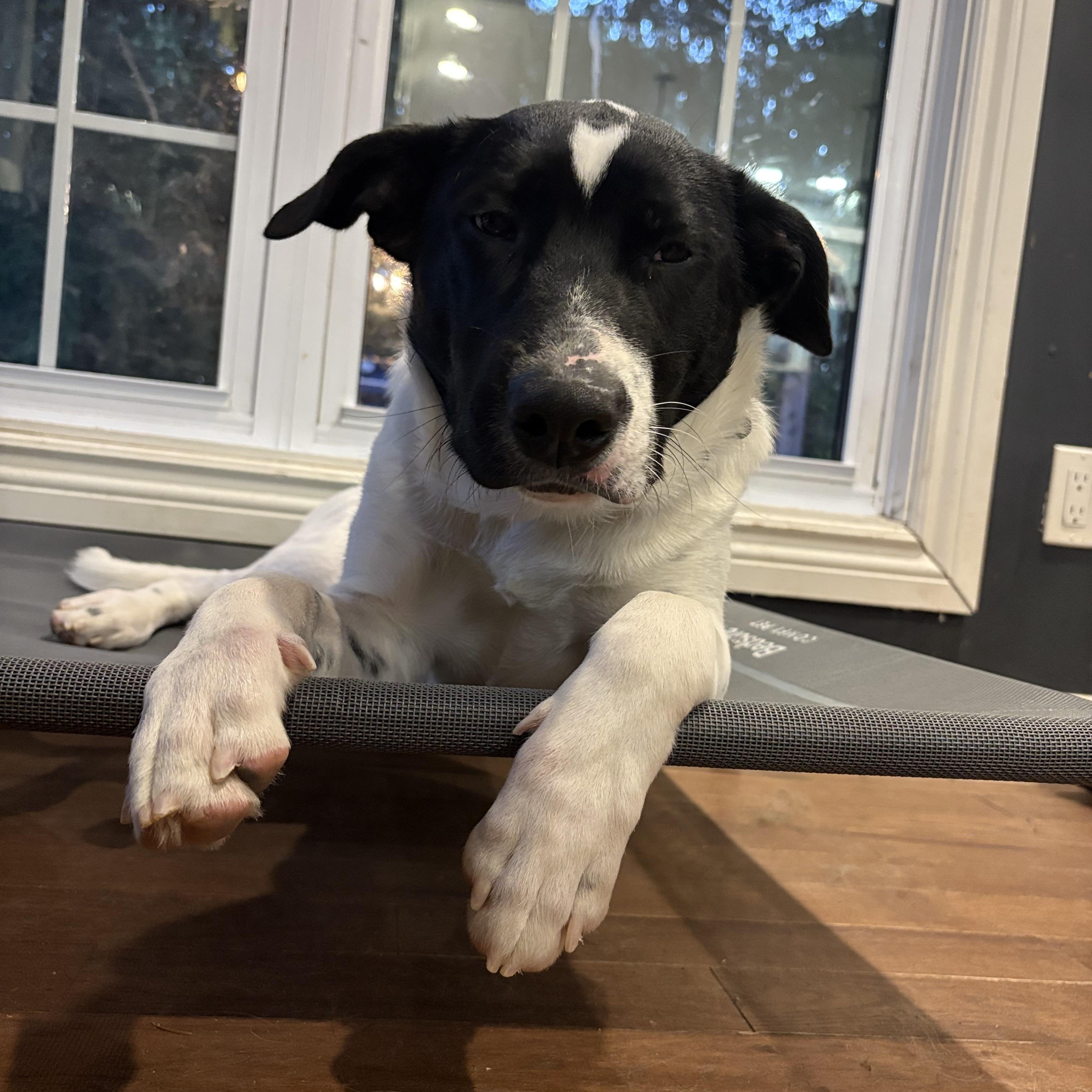 Pongo, a Adoptable mixed breed in Erin, ON image 3/6