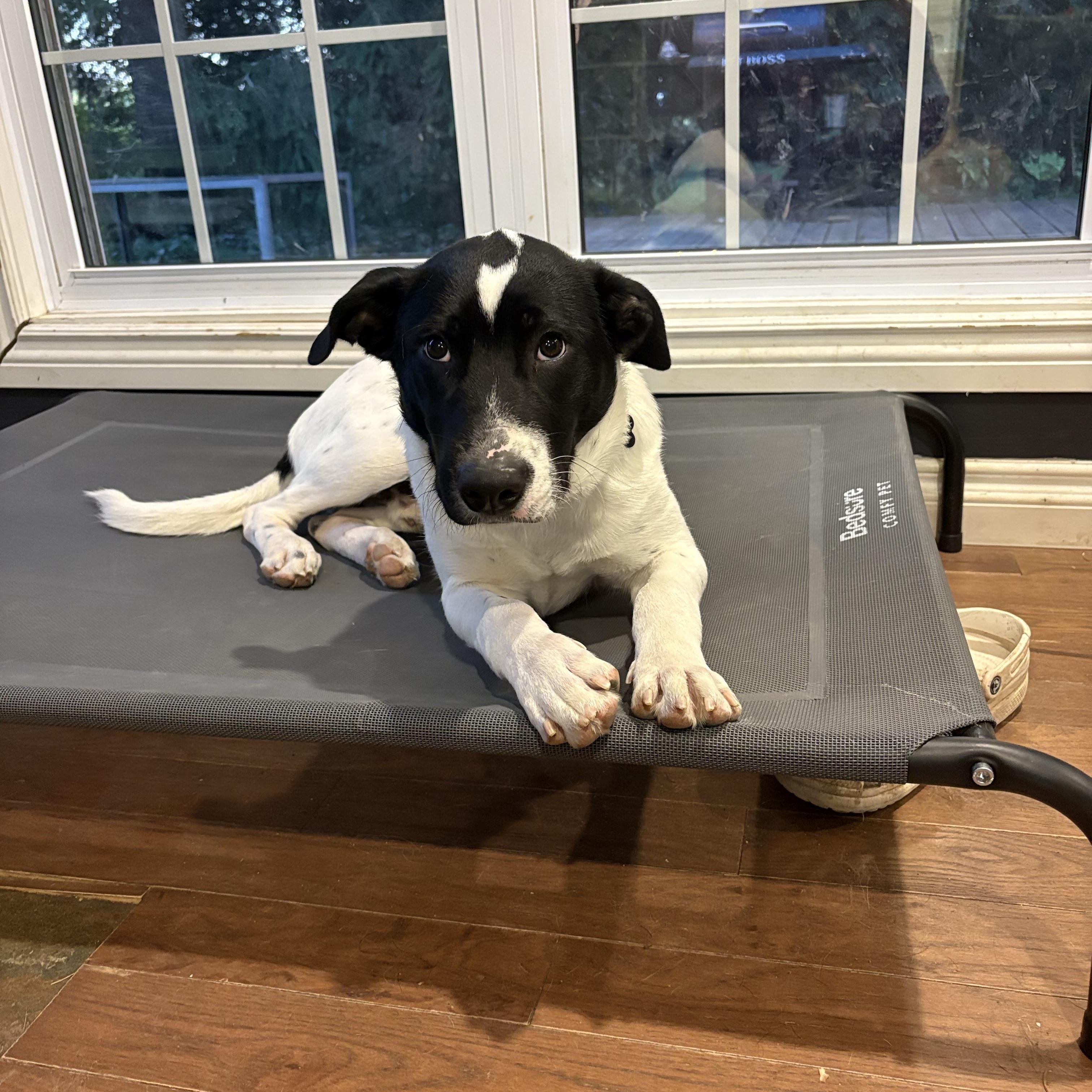 Pongo, a Adoptable mixed breed in Erin, ON image 4/6