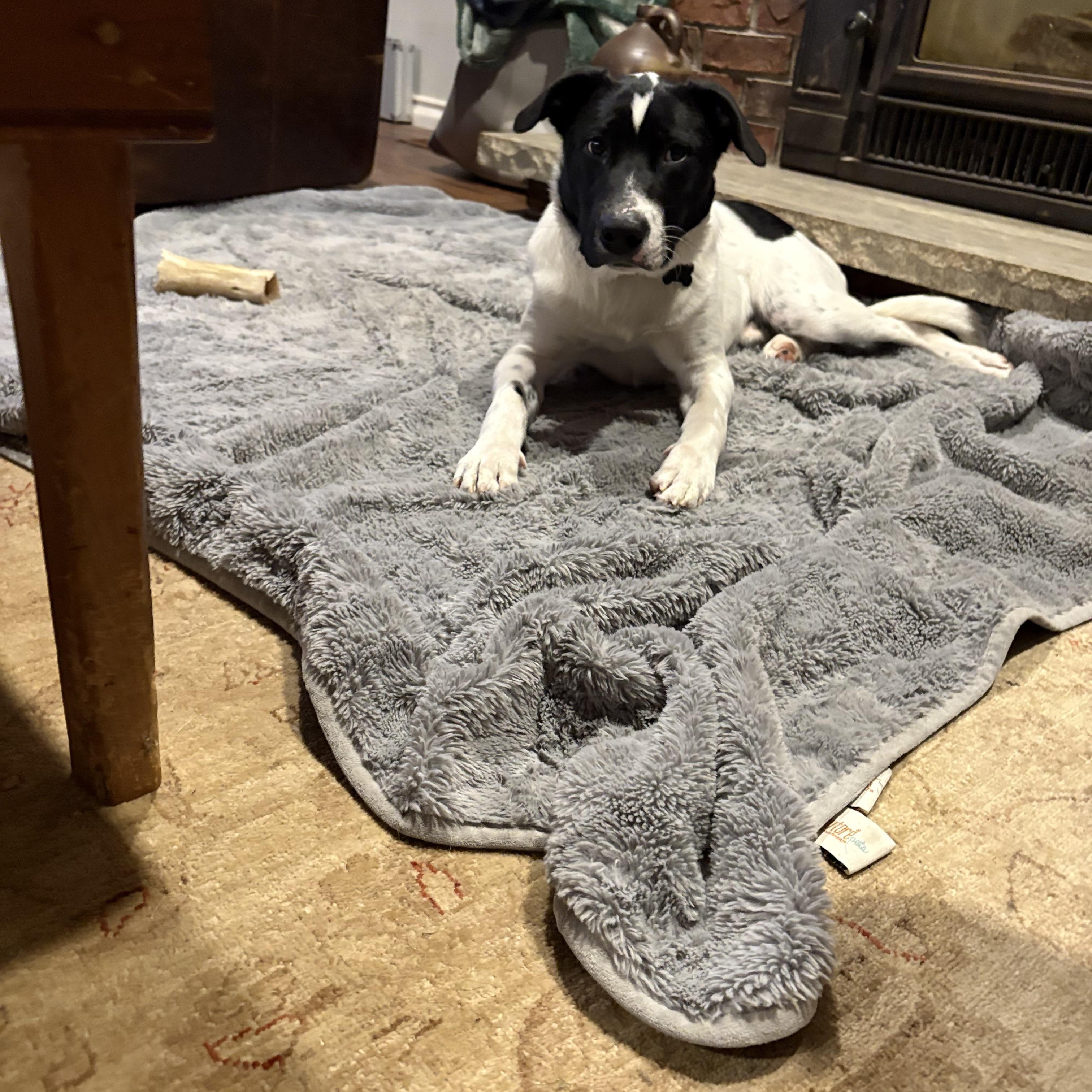 Pongo, a Adoptable mixed breed in Erin, ON image 5/6