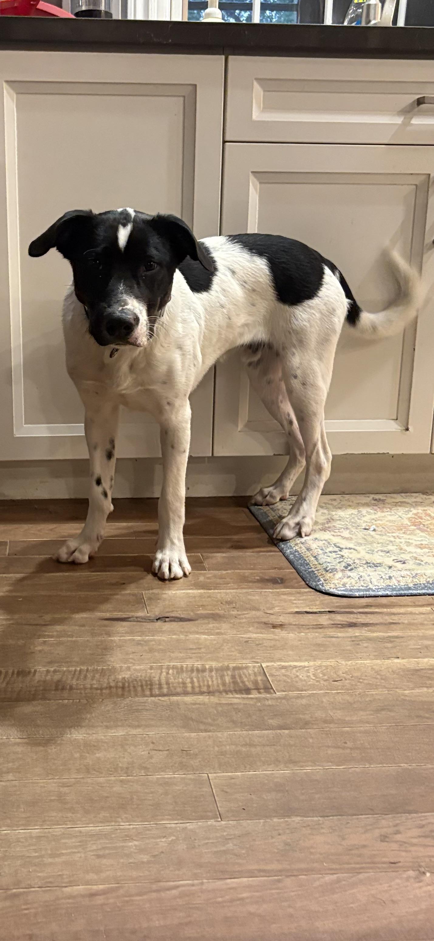 Pongo, a Adoptable mixed breed in Erin, ON image 6/6