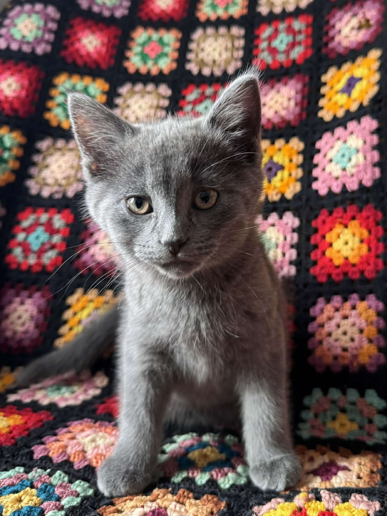 Apple, Adoptable, Kitten Male Domestic Short Hair.