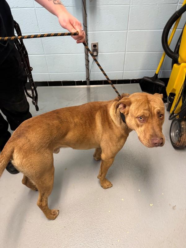 Pen 167 Bowie, Adoptable, Adult Male Pit Bull Terrier.