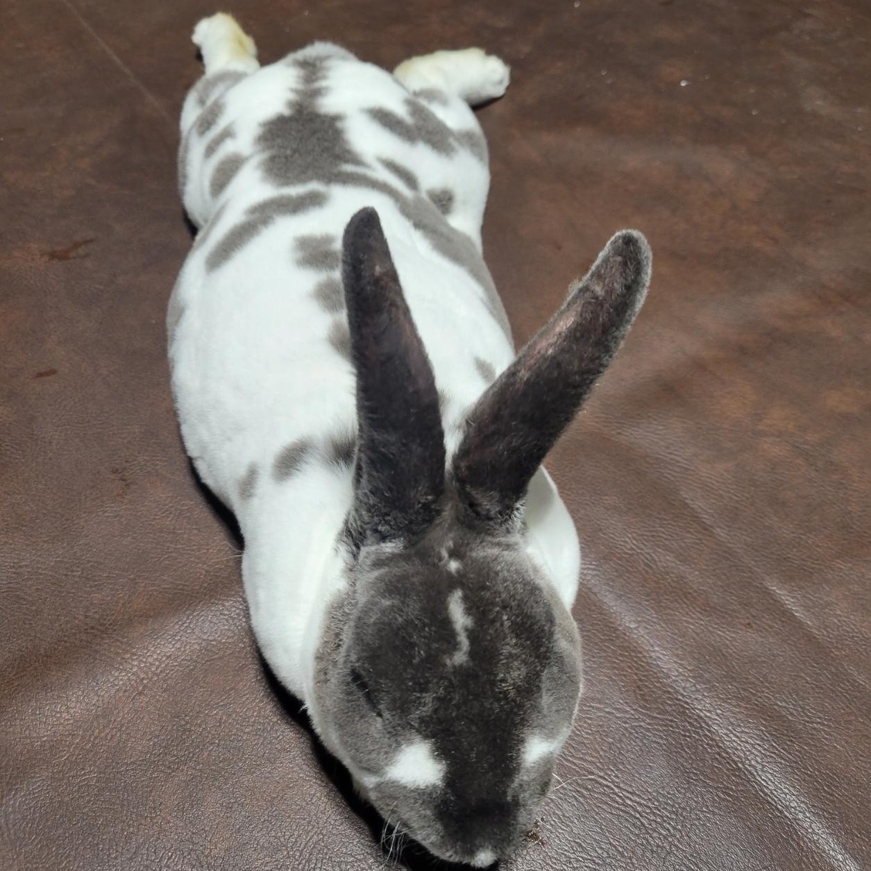 Enlarge Oreo, a Adopted Mini Rex in Navarre, FL image 4/5