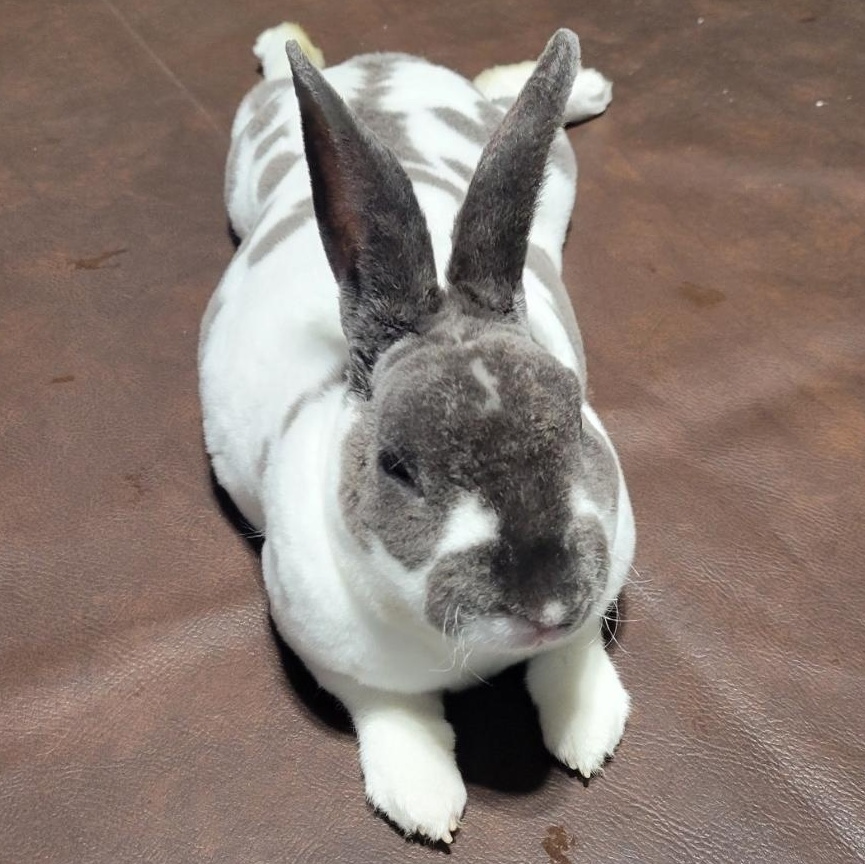 Enlarge Oreo, a Adopted Mini Rex in Navarre, FL image 2/5