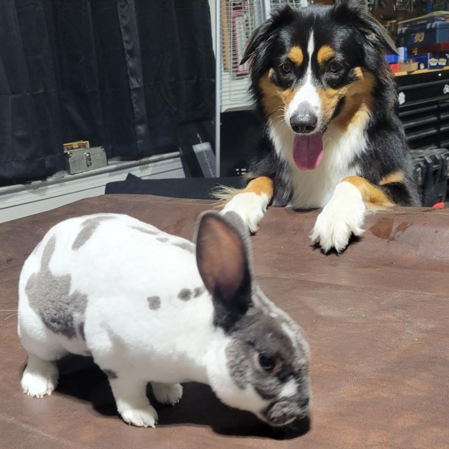 Enlarge Oreo, a Adopted Mini Rex in Navarre, FL image 5/5