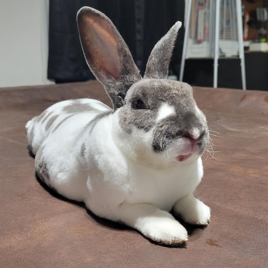Enlarge Oreo, a Adopted Mini Rex in Navarre, FL image 3/5