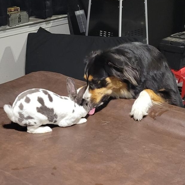 Oreo, Adopted, Young Male Mini Rex.