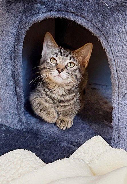 Enlarge Kitten Coraline, a Adopted Domestic Short Hair in Seal Beach, CA image 3/3