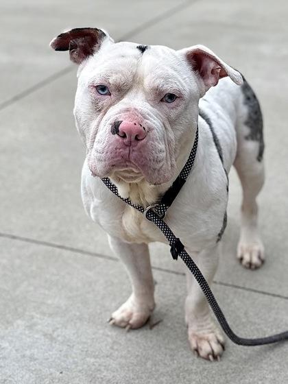 Stubbs, Adoptable, Adult Male Pit Bull Terrier & Mixed Breed.