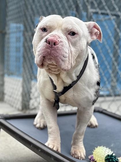 Enlarge Stubbs, a Adoptable mixed breed in King William, VA image 1/3