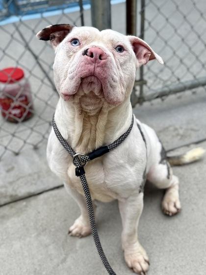 Enlarge Stubbs, a Adoptable mixed breed in King William, VA image 2/3