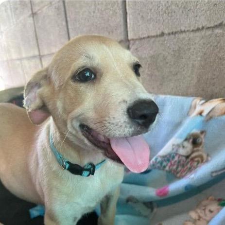 Kion, Adoptable, Puppy Male Mixed Breed.