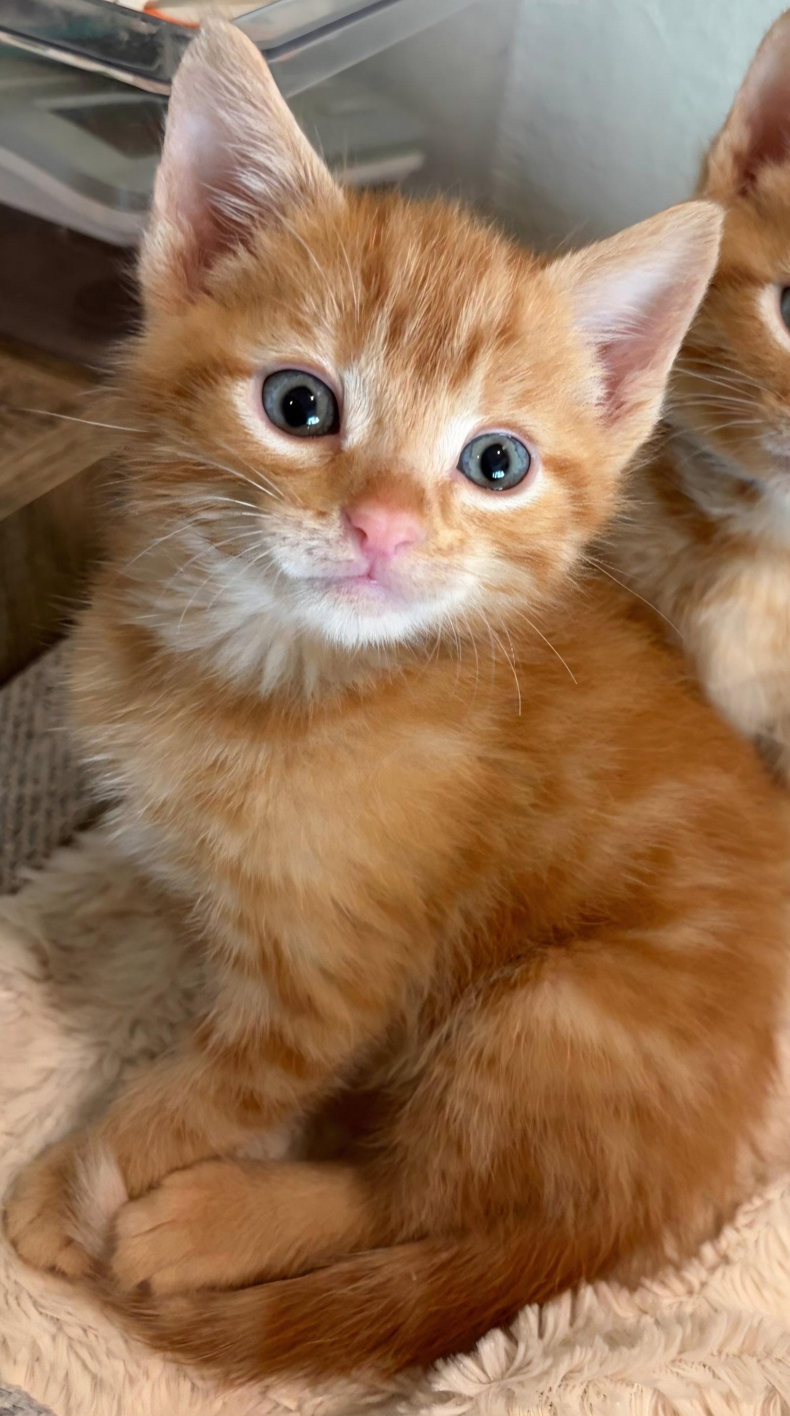 Benji, Adoptable, Kitten Male Tabby & Domestic Short Hair.