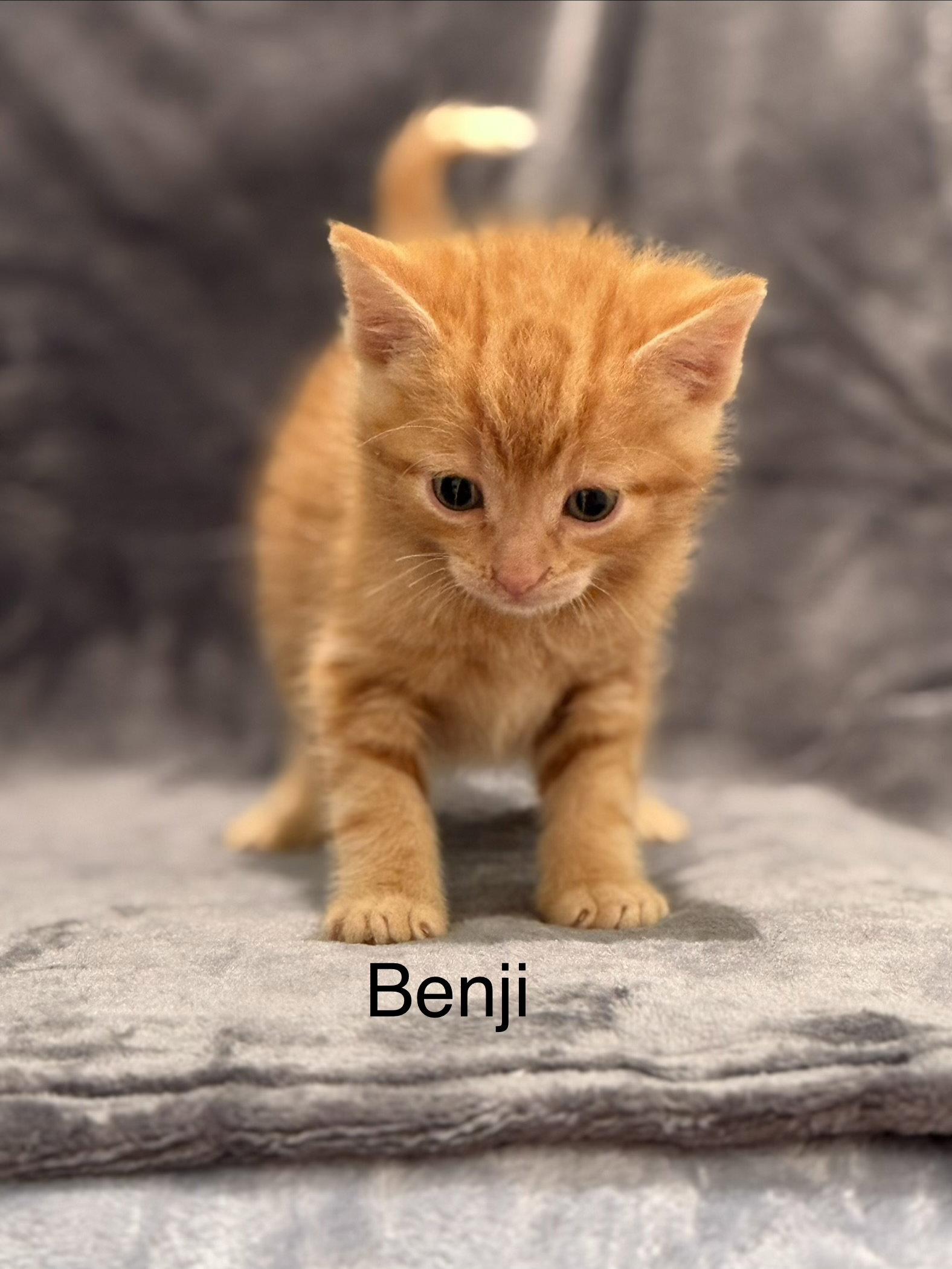 Enlarge Benji, a Adoptable mixed breed in Campbell, CA image 3/3