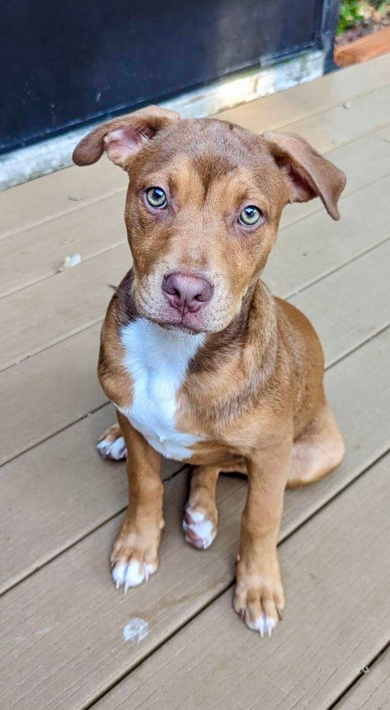 Angel Mistletoe, Adopted, Puppy Female Boston Terrier.