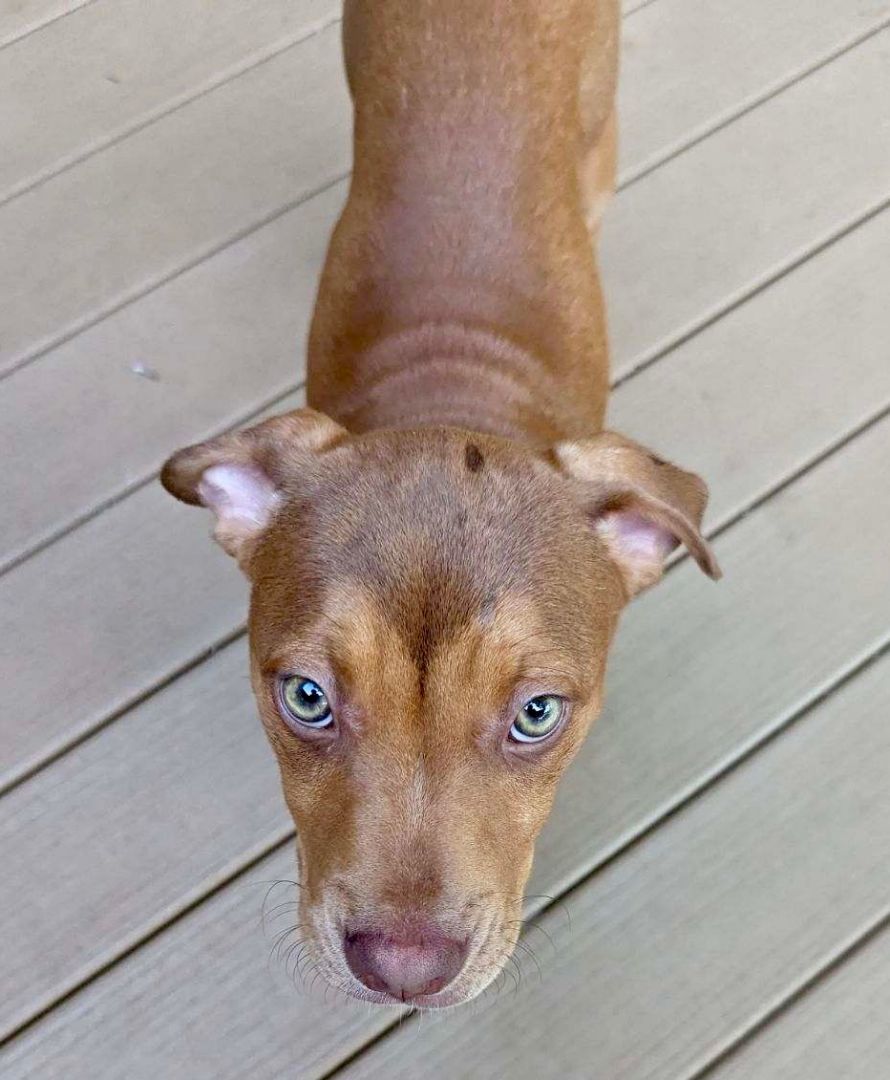 Angel Mistletoe, a Adopted mixed breed in Lake Mary, FL image 2/4